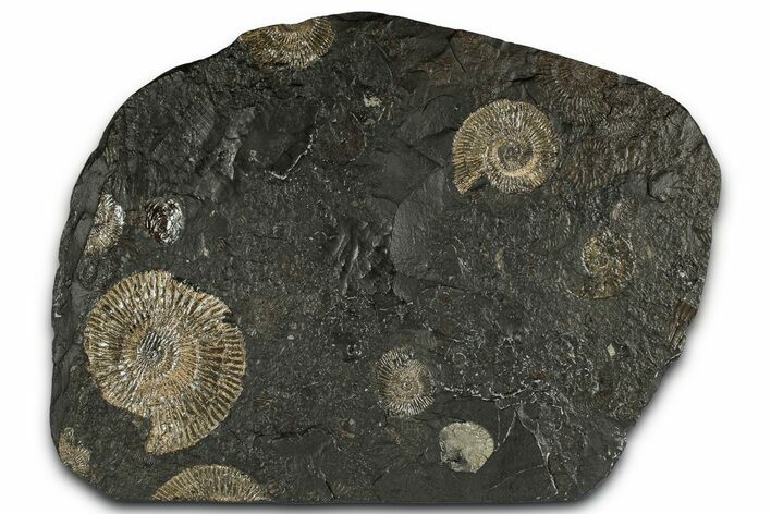 Fossil Ammonite (Dactylioceras) Cluster - Posidonia Shale, Germany #353540